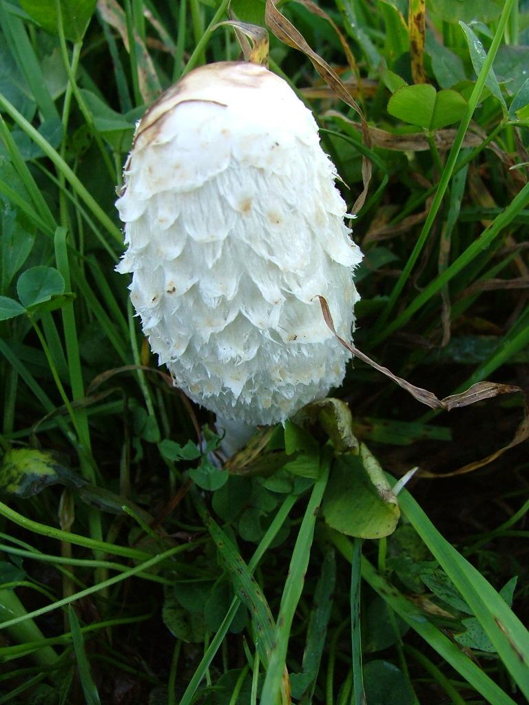 Coprinus comatus